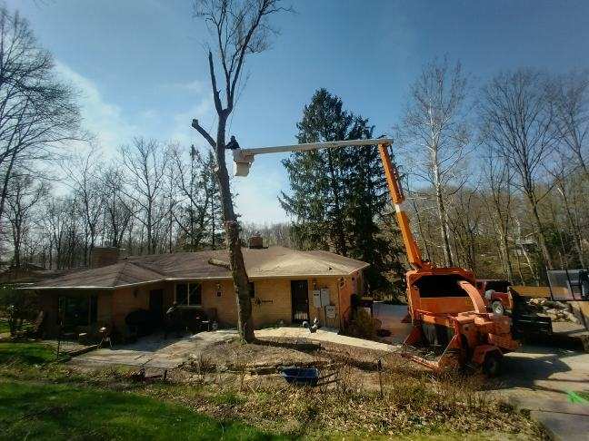 Bucket truck and wood chipper removing a tree near a house