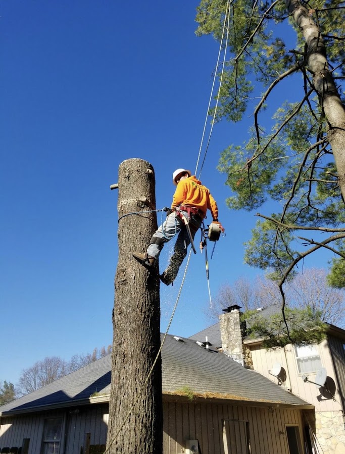 Arborist in full harness and spikes climbing and cutting a tree