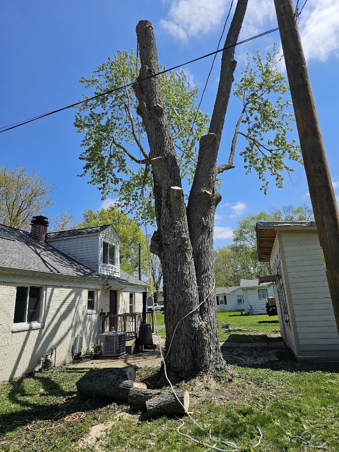 Large tree partially removed near a house, with cut logs on the ground